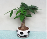 小發(fā)財(cái)樹(shù)
